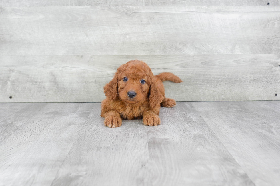 Mini Goldendoodle Puppy for Adoption