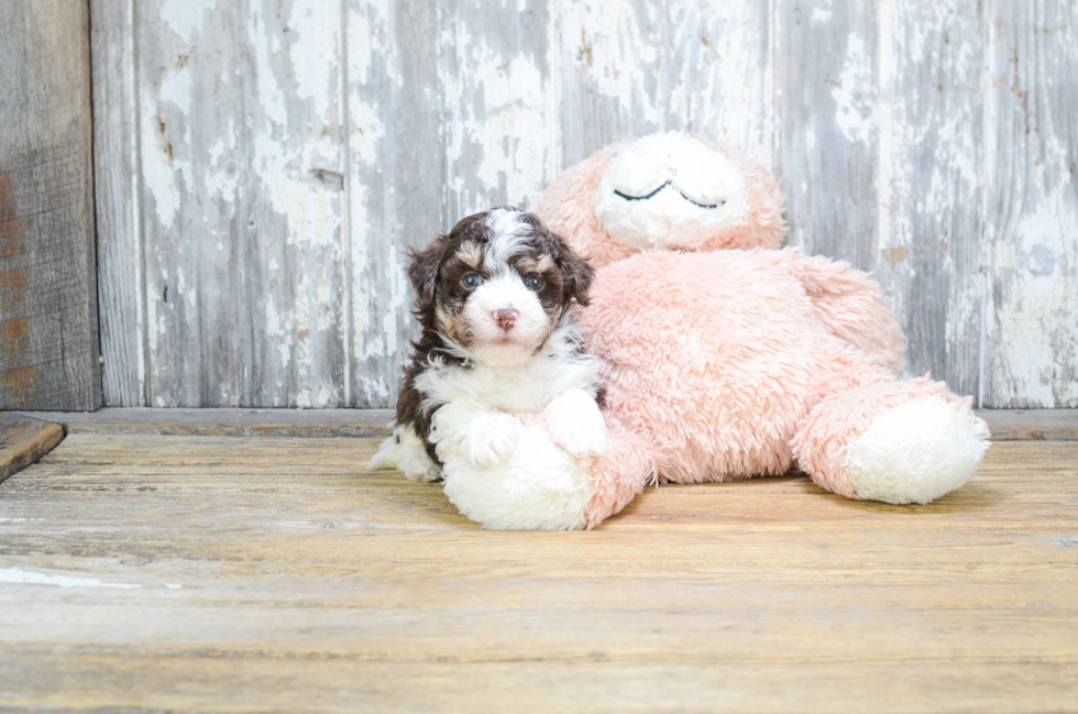 Sweet Havanese Purebred Puppy