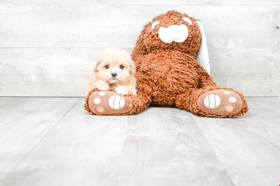 Maltipoo Pup Being Cute