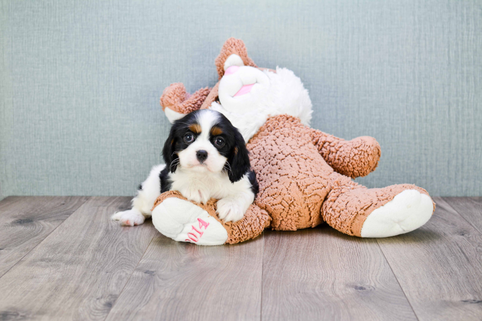 Happy Cavalier King Charles Spaniel Purebred Puppy