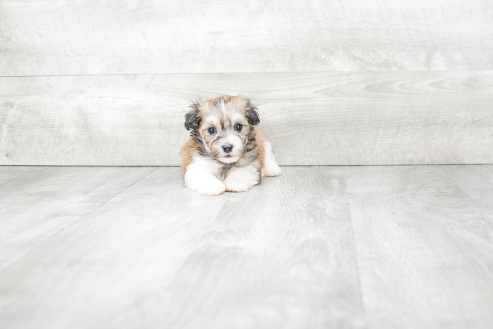 Havanese Puppy for Adoption