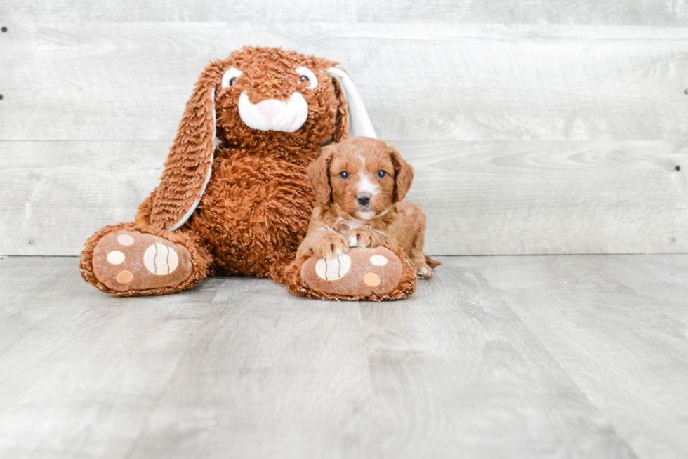 Best Cavapoo Baby