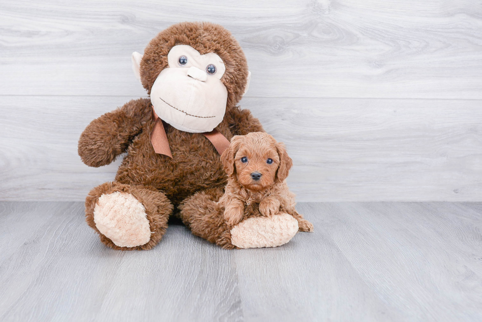 Petite Cavapoo Poodle Mix Pup