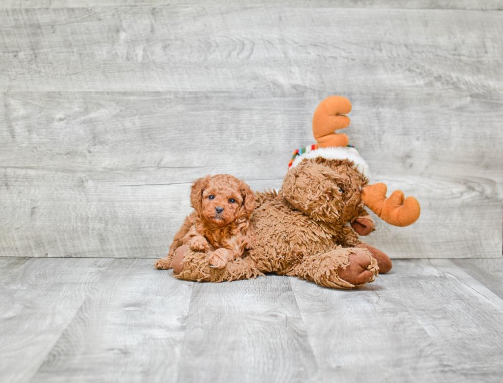 Poodle Pup Being Cute