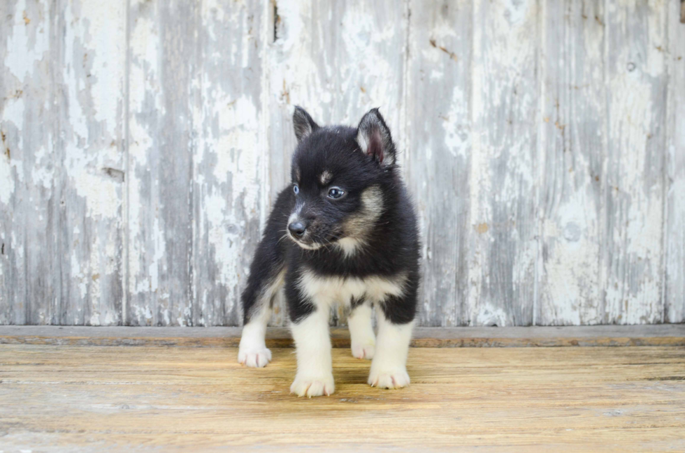 Pomsky Pup Being Cute