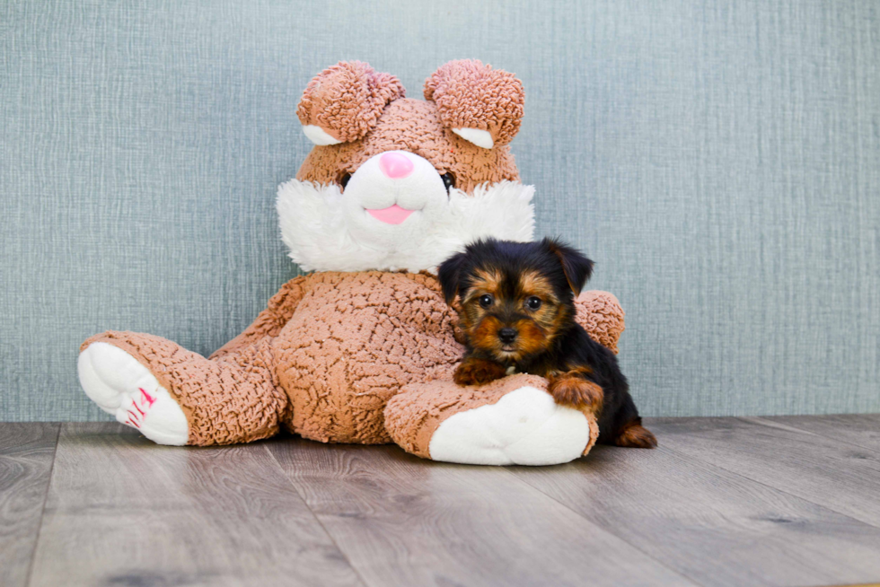 Meet Timmy - our Yorkshire Terrier Puppy Photo 