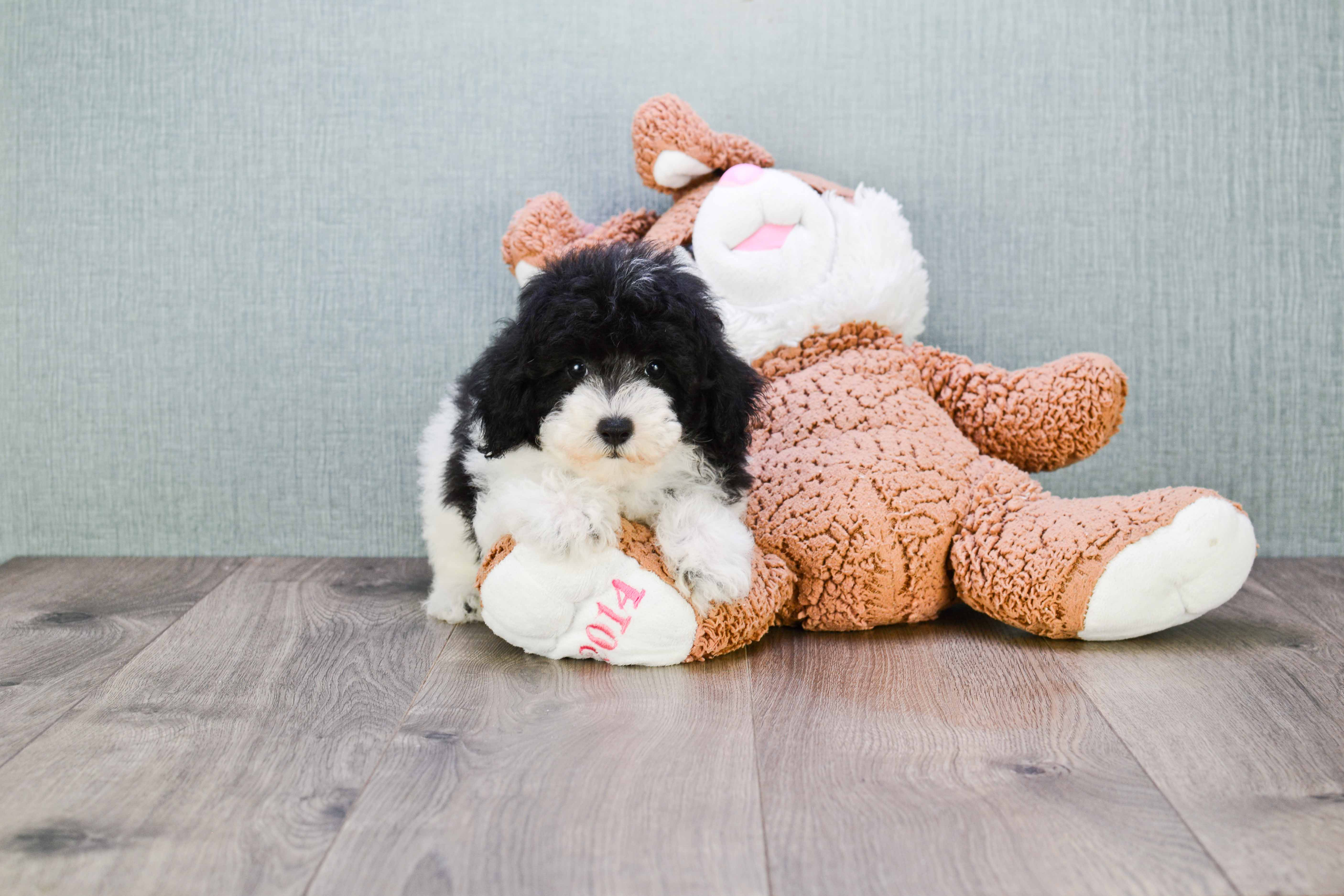 Hypoallergenic Poodle Purebred Pup