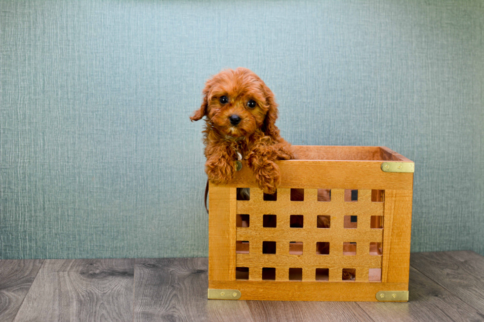 Friendly Cavapoo Baby