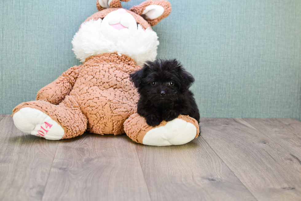 Playful Yorkie Doodle Poodle Mix Puppy