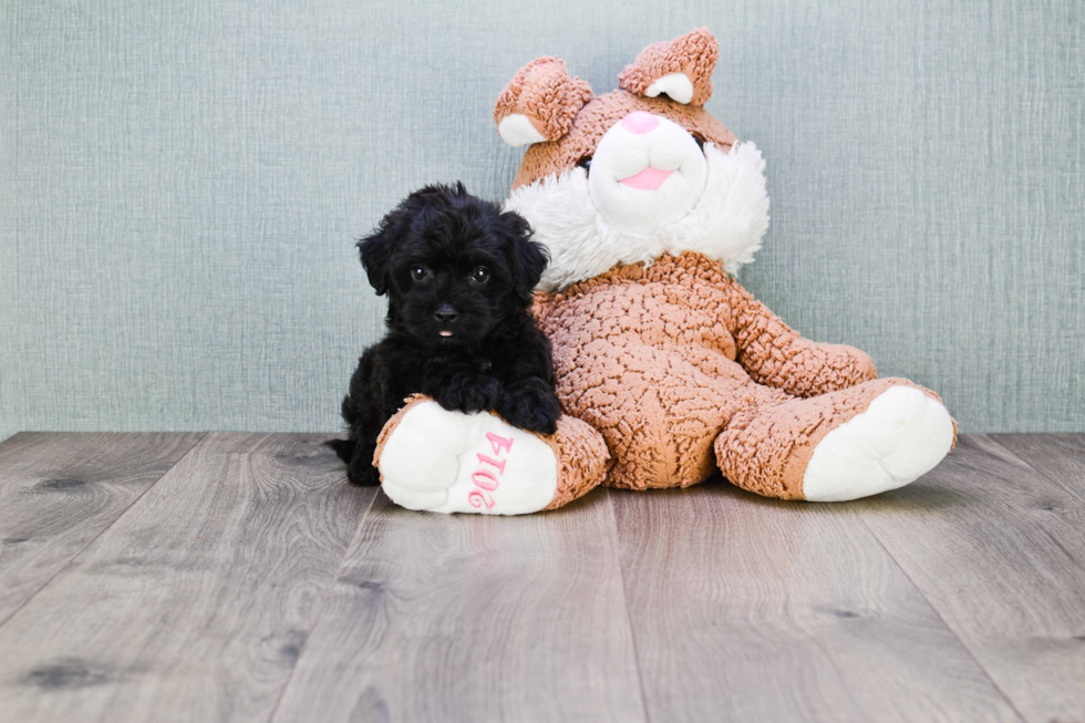 Best Maltipoo Baby