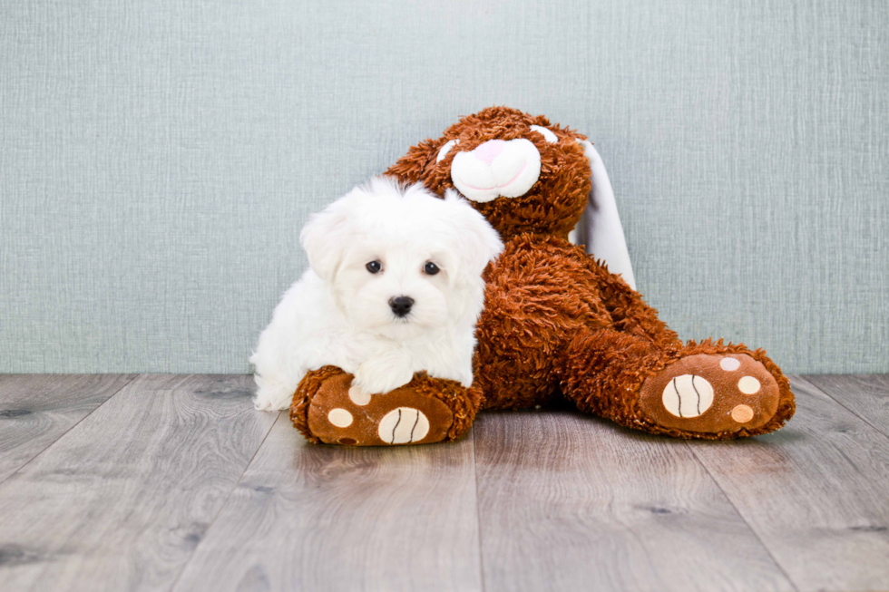 Friendly Maltese Baby