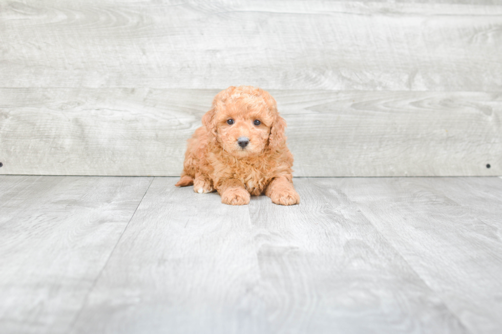 Mini Goldendoodle Pup Being Cute