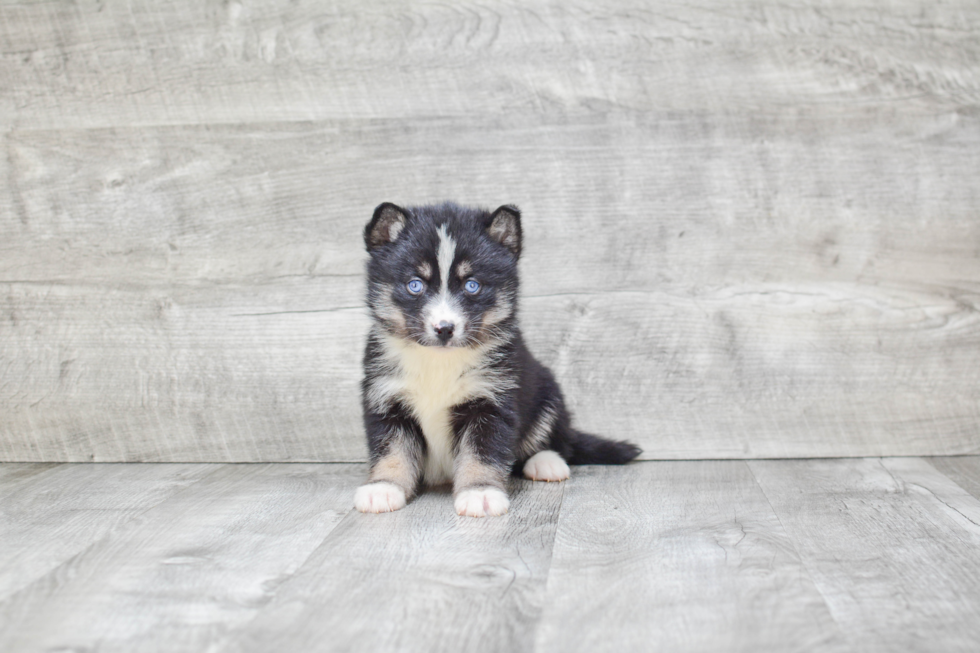 Friendly Pomsky Baby