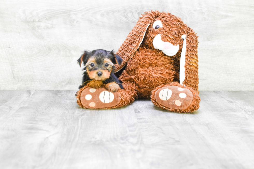 Meet Fiona - our Yorkshire Terrier Puppy Photo 