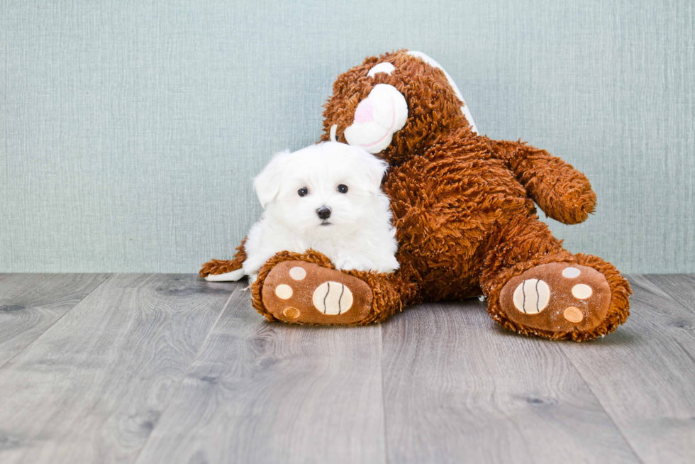 Maltese Puppy for Adoption