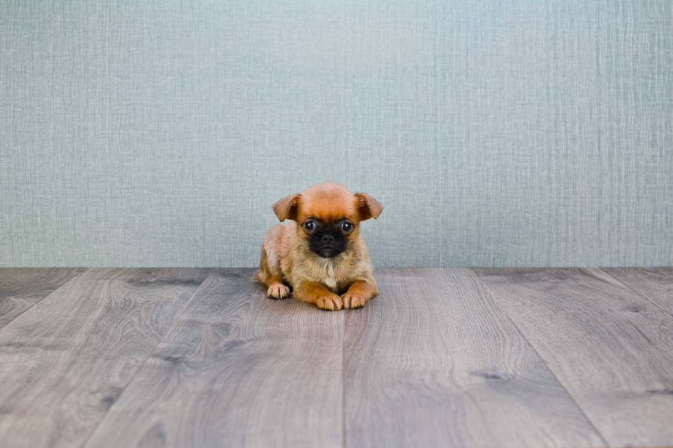 Brussels Griffon Pup Being Cute