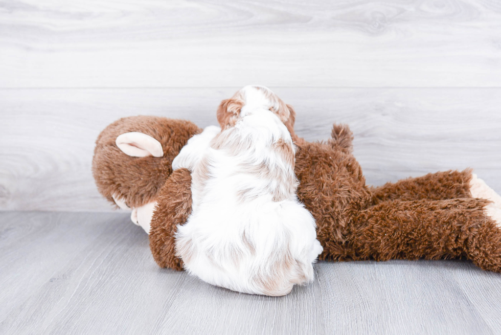 Adorable Cavoodle Poodle Mix Puppy