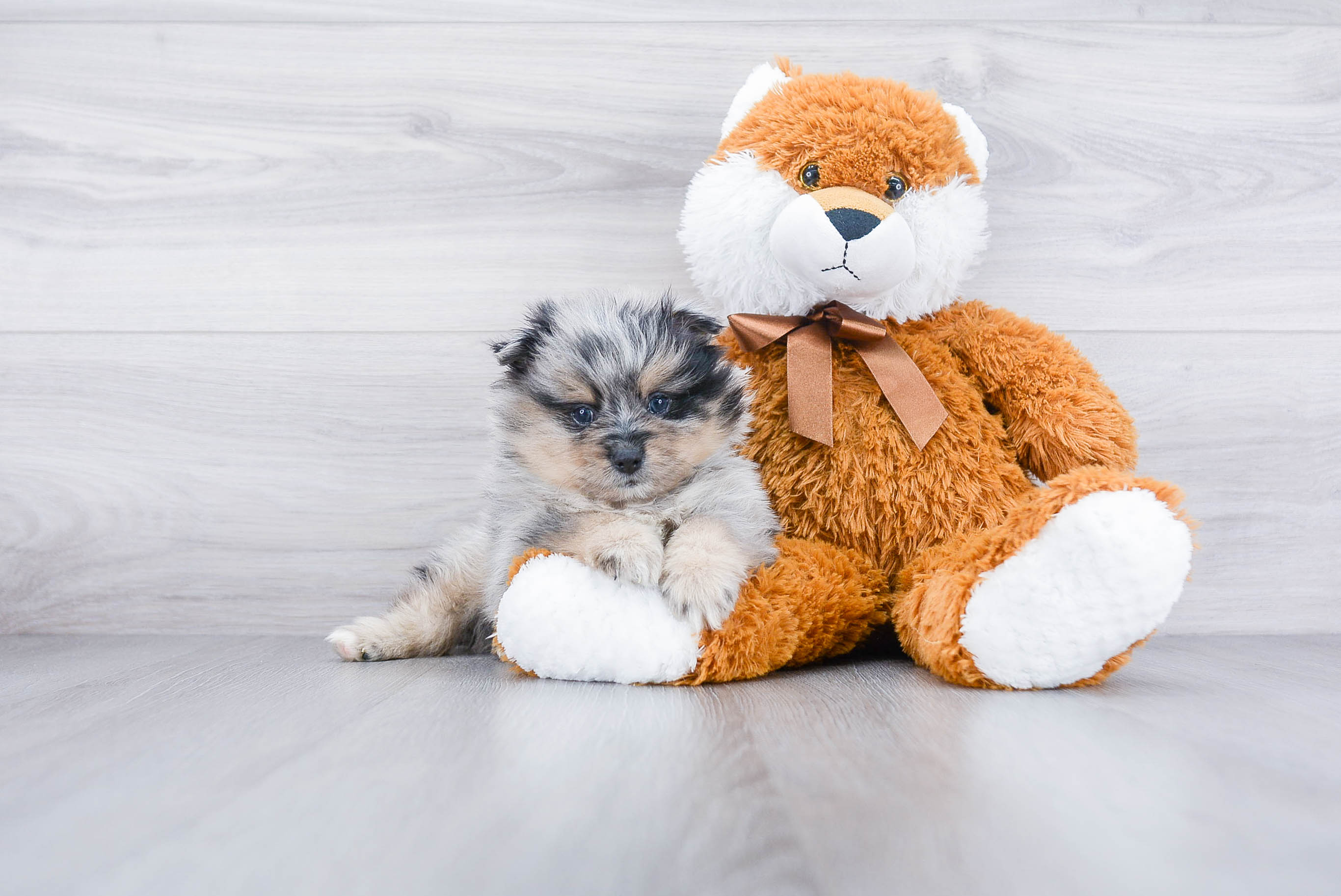 Best Pomeranian Baby