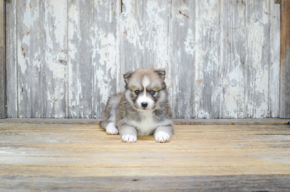 Best Pomsky Baby