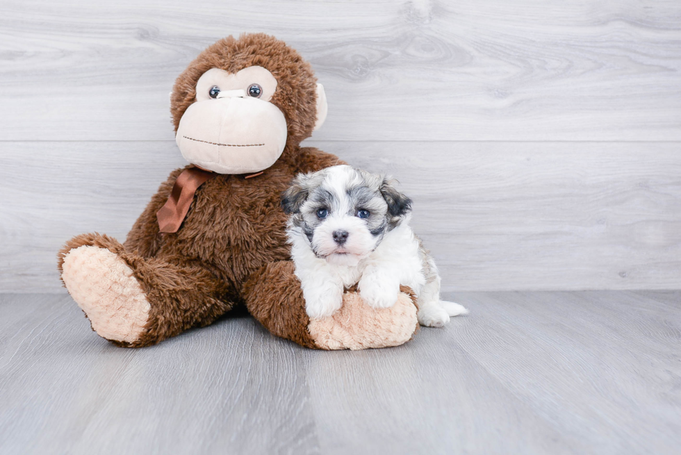 Playful Havanese Purebred Pup