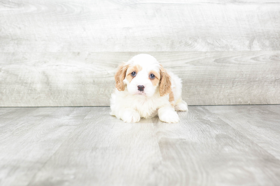 Fluffy Cavapoo Poodle Mix Pup