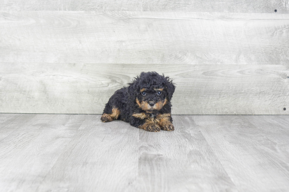 Mini Bernedoodle Pup Being Cute