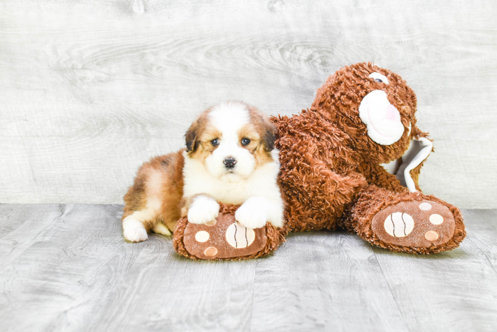 Best Mini Bernedoodle Baby