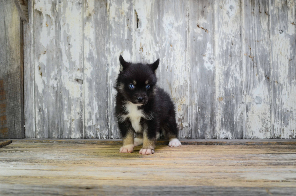 Pomsky Puppy for Adoption