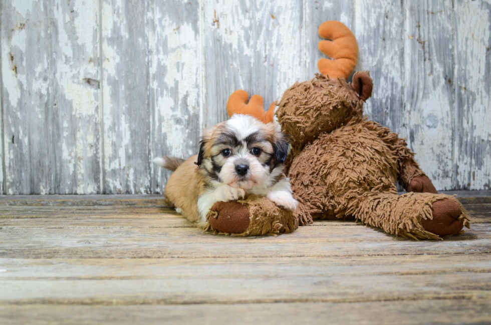 Best Teddy Bear Baby