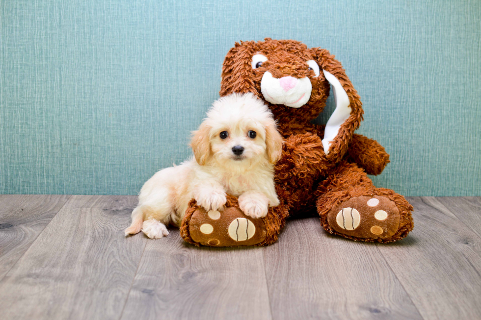 Friendly Cavachon Baby