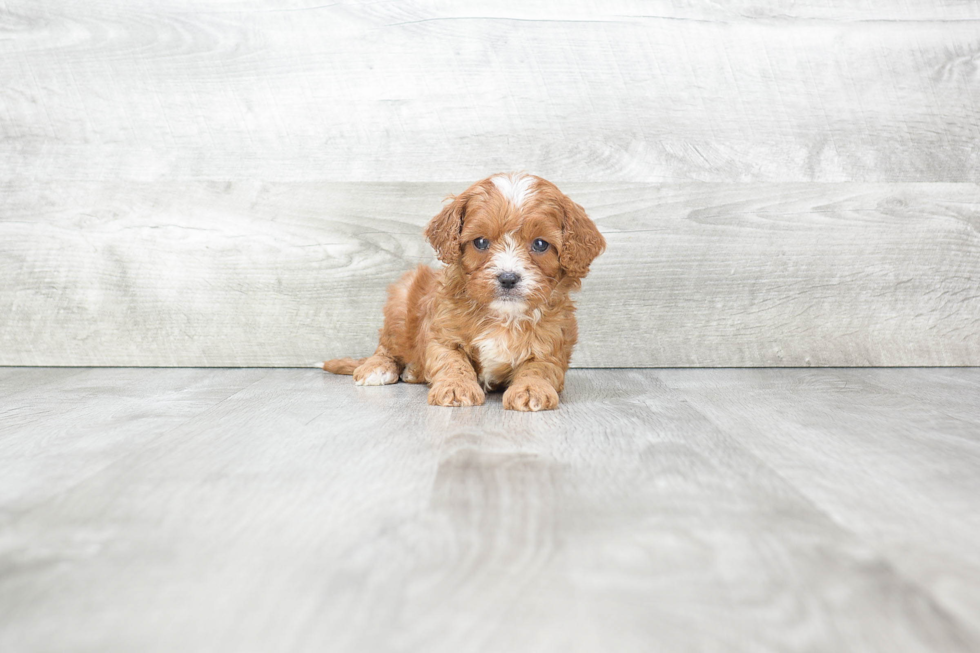 Playful Cavoodle Poodle Mix Puppy