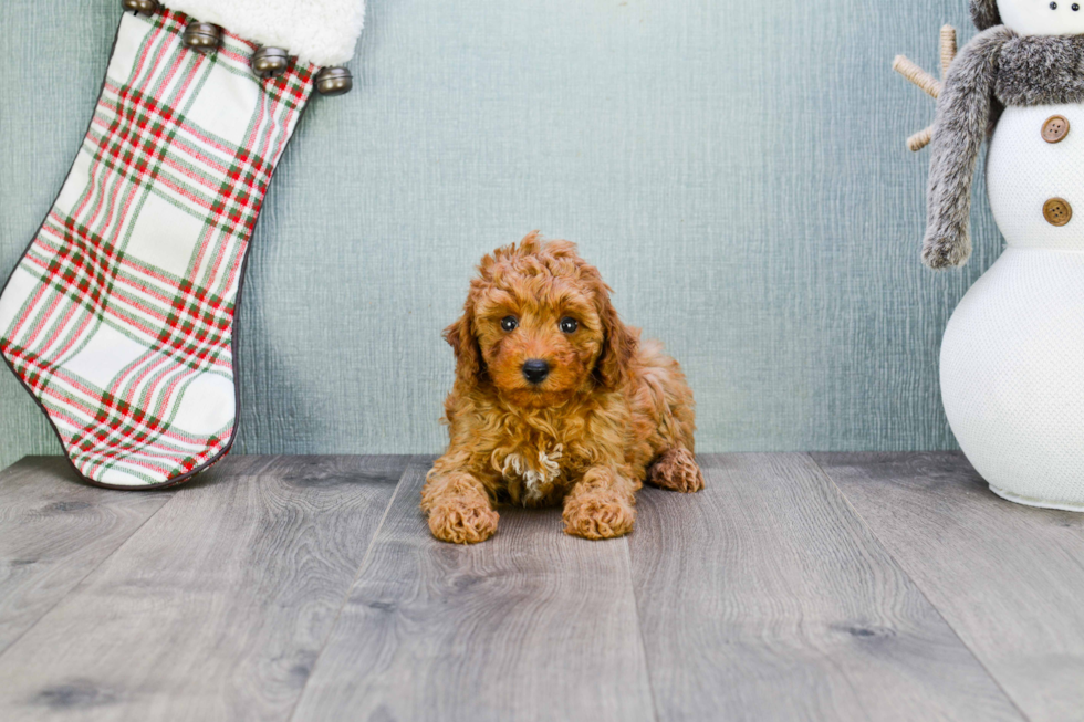 Happy Cavapoo Baby