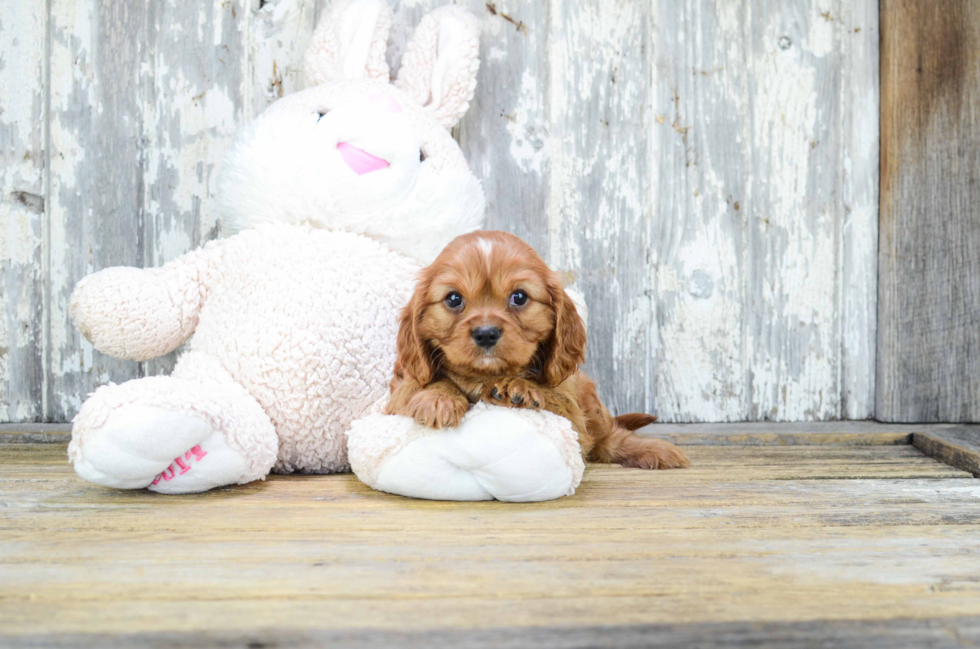 Cavalier King Charles Spaniel Pup Being Cute