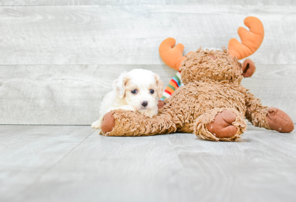 Cavachon Pup Being Cute