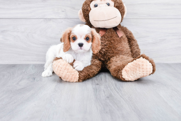 Best Cavalier King Charles Spaniel Baby