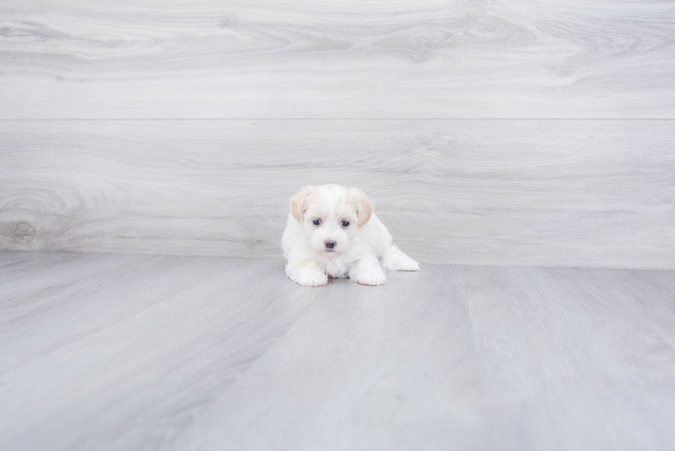 Maltipoo Pup Being Cute