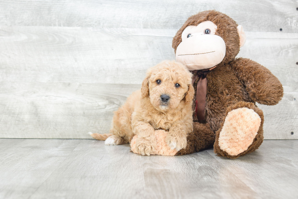 Petite Mini Goldendoodle Poodle Mix Pup