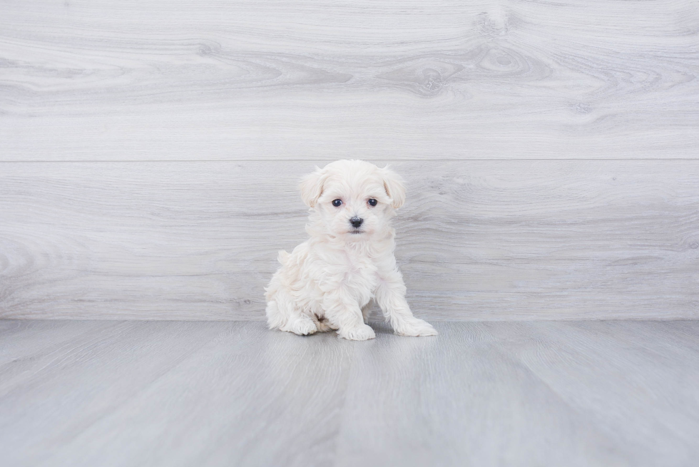 Fluffy Maltipoo Poodle Mix Pup