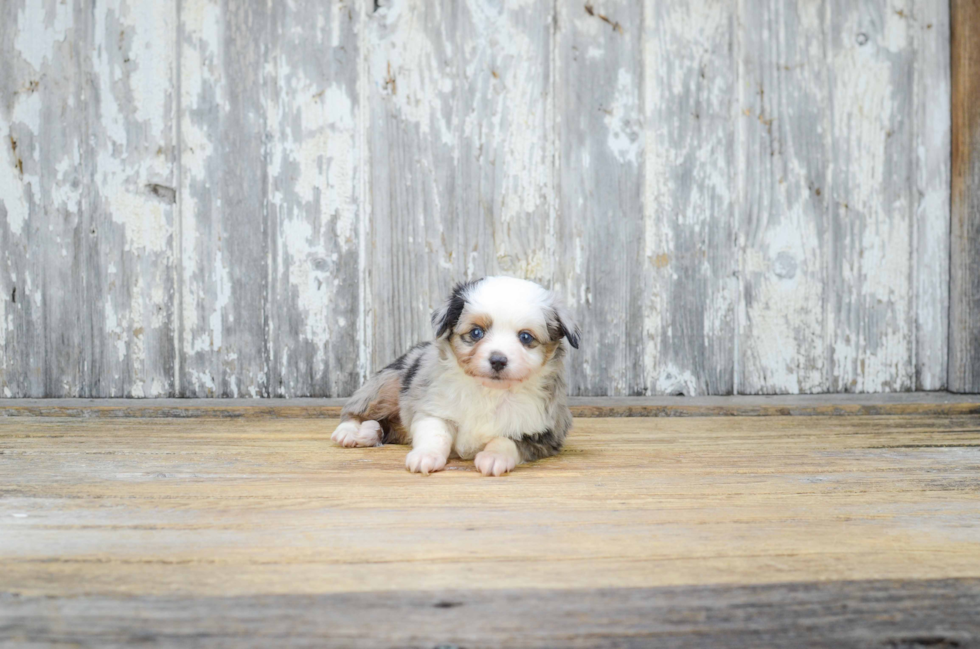 Mini Aussiedoodle Puppy for Adoption