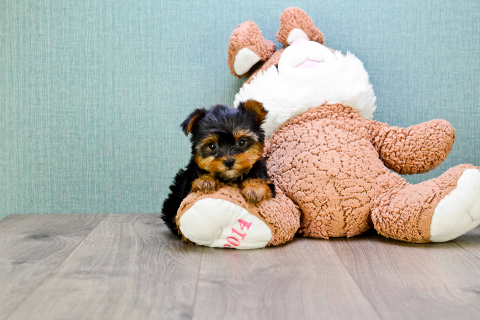 Meet Ronaldo - our Yorkshire Terrier Puppy Photo 