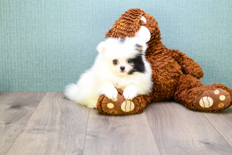 Friendly Pomeranian Baby