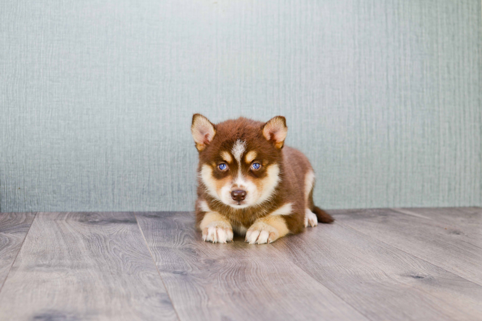 Pomsky Pup Being Cute