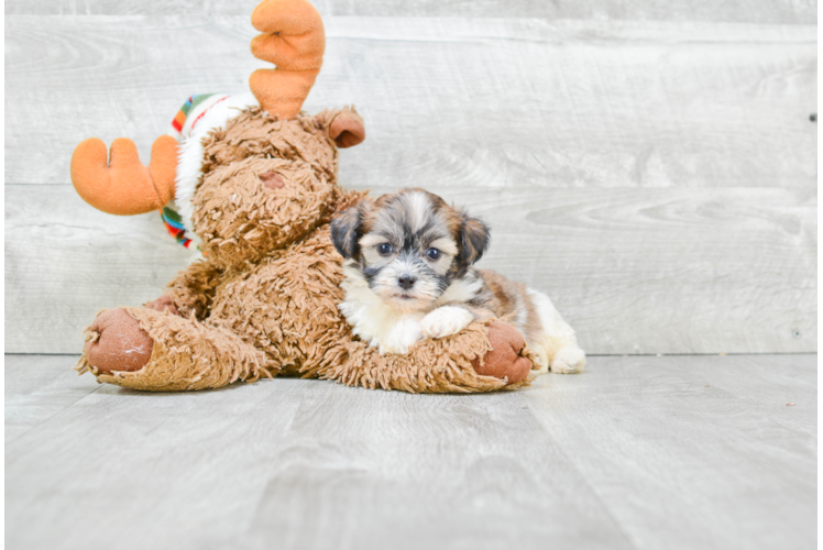 Teddy Bear Puppy for Adoption