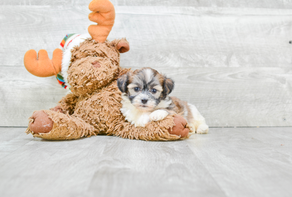 Teddy Bear Puppy for Adoption