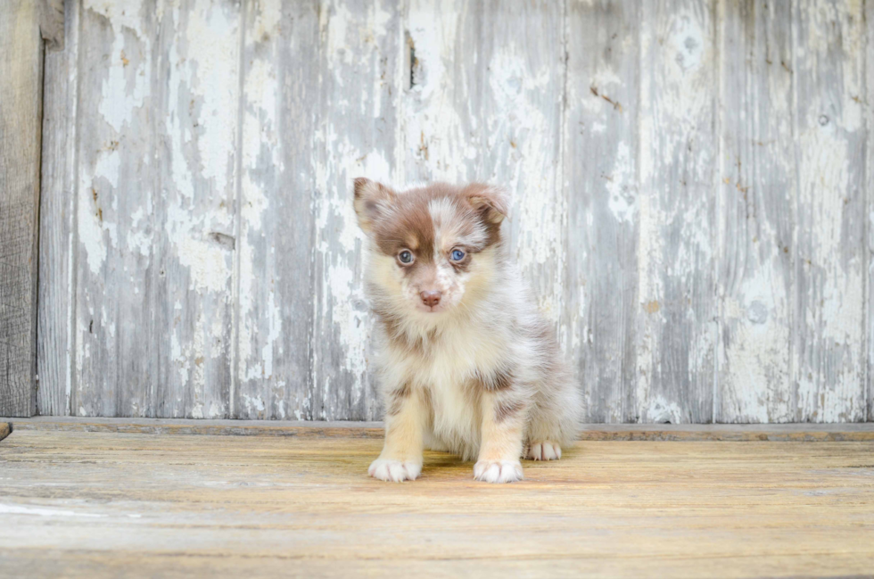 Adorable Mini Husky Designer Puppy