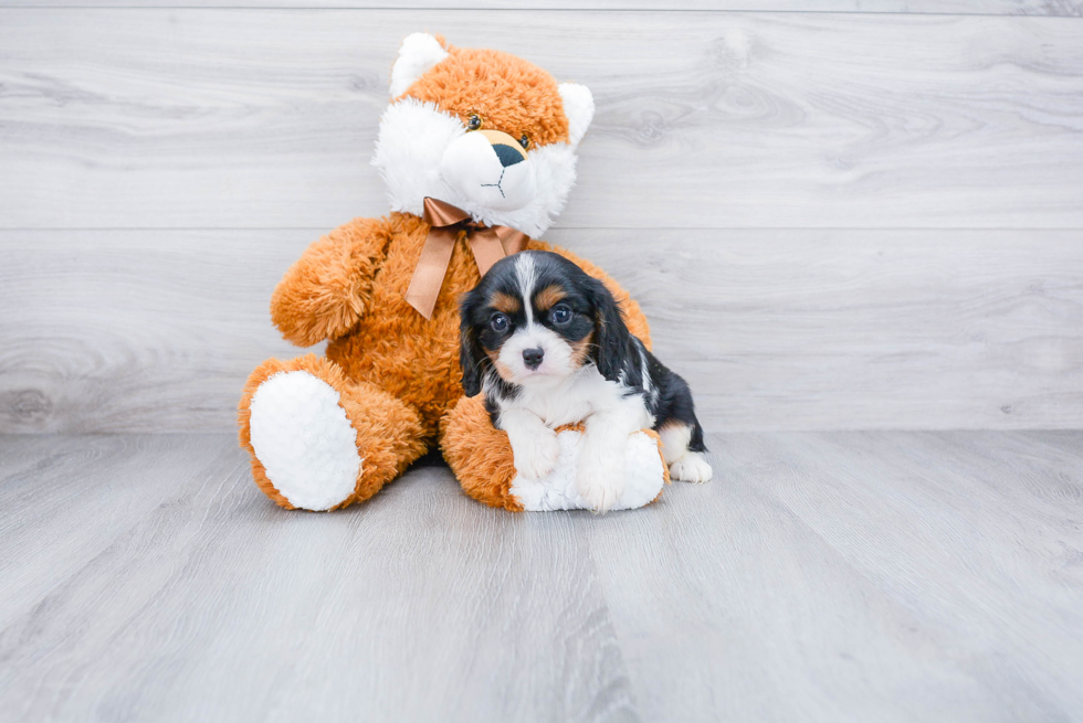 Best Cavalier King Charles Spaniel Baby