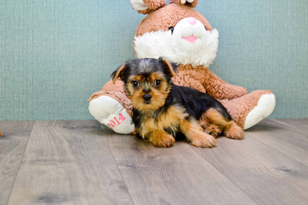 Meet Lisa - our Yorkshire Terrier Puppy Photo 