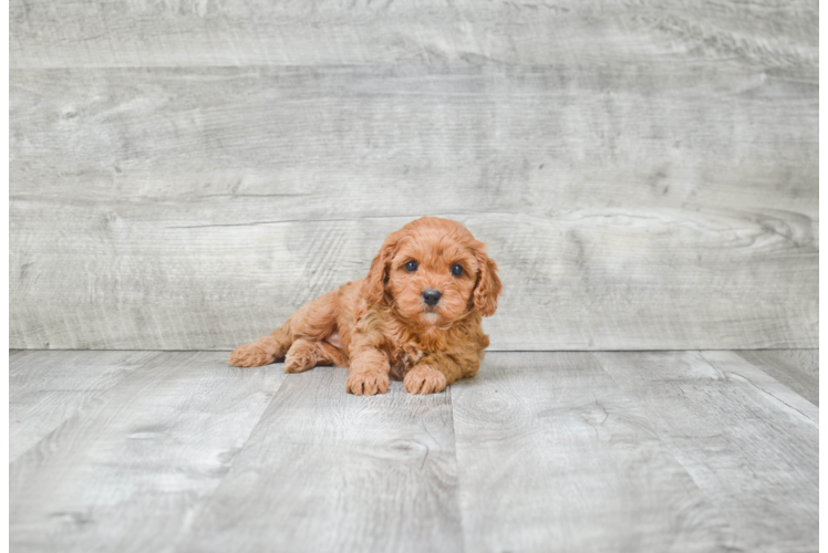 Petite Cavapoo Poodle Mix Pup