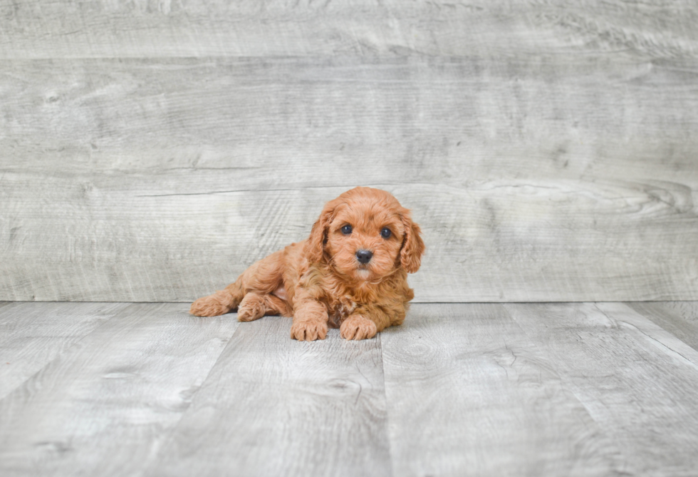 Petite Cavapoo Poodle Mix Pup