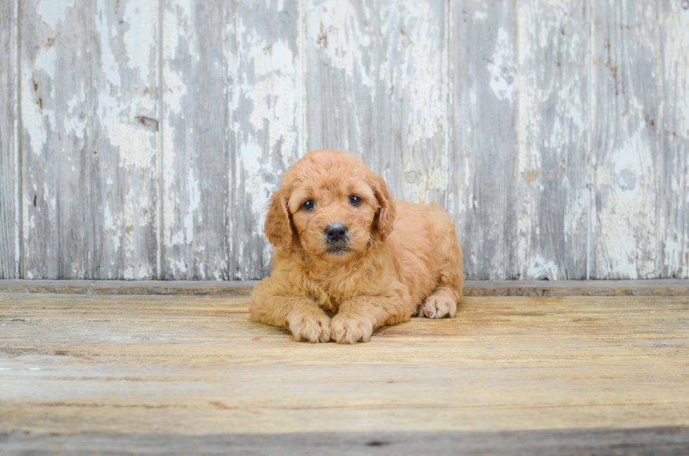 Cute Mini Goldendoodle Baby